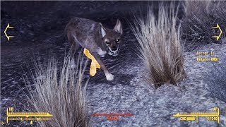 HD Coyote Retexture  Fallout New Vegas Mod [upl. by Dranal]