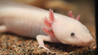 Ajolote Ambystoma mexicanum especie en grave peligro de extinción salvada por acuaristas👏👏 [upl. by Htnamas]