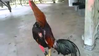 Best fighting rooster ever [upl. by Rossen]