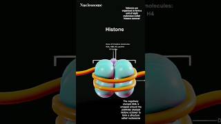 DNA packaging Nucleosome histone protein explanation [upl. by Milks881]