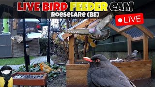 🔴 LIVE Flemish garden birdfeedercam  Roeselare Belgium🇧🇪 Full HD [upl. by Pascale]