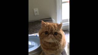 Exotic Shorthair Cat Meowing [upl. by Graubert]