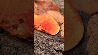 Cinnabar Polypore Mushroom [upl. by Ahseit]