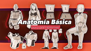 Anatomía Básica para principiantes  GUÍA COMPLETA  Tips de la figura humana ✨ [upl. by Ardnoed]