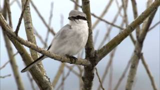 オオモズ Great Grey Shrike [upl. by Witte]