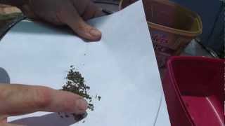 How to save Lettuce Lactuca sativa seed [upl. by Aiouqahs]