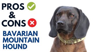 Bavarian Mountain Hound Pros and Cons  Bavarian Mountain Hound Advantages and Disadvantages [upl. by Thorwald]