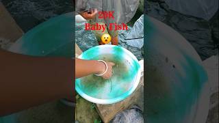 Baby Rosy Barb Fish🐟shorts shortvideo trending viral short viralvideo fish netting trending [upl. by Minsk]