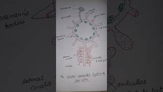 water vascular system of echinoderms [upl. by Krm]