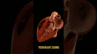 HEART BEAT SOUND  ANATOMY OF HEART  Understanding Heart Murmurs  Cardiologist HeartSounds [upl. by Rramo]