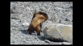 Two Grizzly Bears Fighting Over Female [upl. by Nelg]