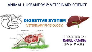 DIGESTIVE SYSTEM PART6 l RUMINANT STOMACH vs NONRUMINANT STOMACH [upl. by Reema]