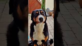 Appenzeller SennenhundWarten auf leckeres🦴😋 appenzeller hund [upl. by Lokkin]