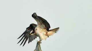 visarend in de biesbosch poetsend focussen op een vis ospreys wildlife wildlifevideography [upl. by Gobert864]