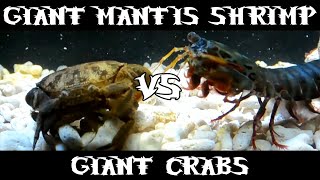 Giant Smashing Mantis Shrimp VS Giant Crabs [upl. by Alrich265]