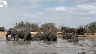 Waterhole Swims amp Loud Muddy Splashes with the Whole Elephant Herd 💦 [upl. by Shellie]