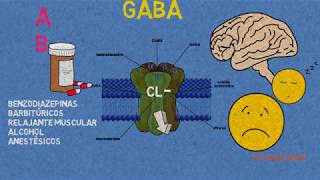 Receptores GABA Benzodiazepinas barbitúrcos y anestésicos [upl. by Tedman867]