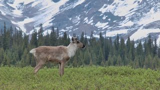 La semaine verte  Le caribou des montagnes de louest [upl. by Enaoj]