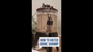 How I Hatch Brine Shrimp Every Day [upl. by Grigson]