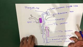 Thoracic Duct Anatomy [upl. by Tabib]