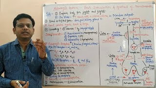 Adrenergic System Part 01  Basic Introduction and Synthesis of Norepinephrine  Noradrenaline [upl. by Nilyac]