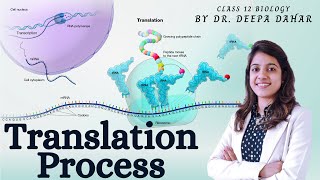 Translation Process  Molecular Biology  12th Biology NEET  Dr Deepa Dahar [upl. by Ecnirp]