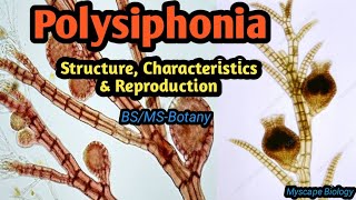 Polysiphonia  Structure Characteristics amp Reproduction  BSMSBotany  Urdu amp Hindi [upl. by Quinta256]