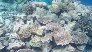 Raffles Maldives  Snorkeling 1 [upl. by Yvonner289]