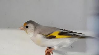 HYBRIDE CHARDONNERET AGATE X TARIN DE MAGELLAN  HYBRID EUROPEAN GOLDFINCH AGATE X HOODED SISKIN [upl. by Gnah]