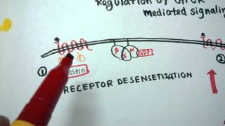 GPCR regulation  Desensitization of GPCR [upl. by Lambrecht]