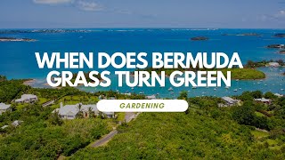 When Does Bermuda Grass Turn Green [upl. by Stoneham]