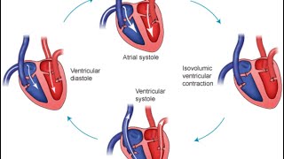 HeartPhysiology  Cardiac output Preload Afterload and Heart sounds Tricuspid amp Mitral Valves [upl. by Pippa]