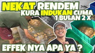 RAHASIA BUMI REPTILE RENDAM SULCATA CUMA 1 BULAN 2X  KURA AUTO SEHAT SEMUA [upl. by Nalyd]