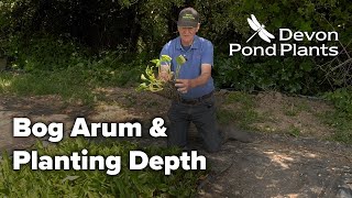 Bog Arum and Pond Plant Planting Depth [upl. by Dinin]