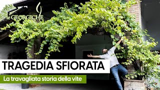 La fillossera della vite 🍇 [upl. by Adnana]