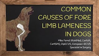 Forelimb lameness [upl. by Kcirrek966]