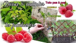 Diviser amp multiplier les framboisiers pour plants et framboises à linfini amp gratuit bouturage [upl. by Alsi812]