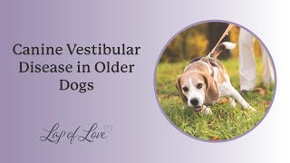 Canine Vestibular Disease in Older Dogs [upl. by Jolda]