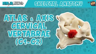 Atlas amp Axis Cervical Vertebrae C1C2 Anatomy [upl. by Rebmit]