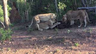 LionBuffalo Safari Video  Kapama  March 2016 [upl. by Godfry]