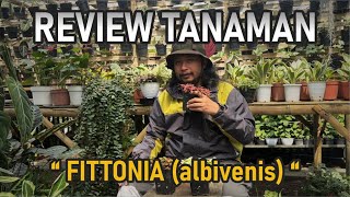 Review tanaman hias  Fittonia  episode 2 [upl. by Jalbert]