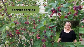 How to Grow and Care for Serviceberries [upl. by Liryc]