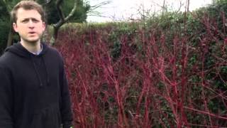 Plant ID guide  Cornus dogwood [upl. by Gardol]