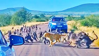 Leopard Attacked by 50 Baboons in the Middle of the Road [upl. by Hollis]