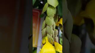 Gmelina phillippensisparrots beakflowers tree garden gardening enjoy [upl. by Lexis]