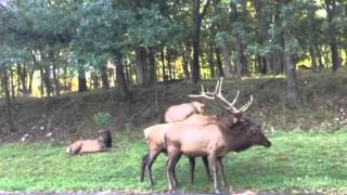 Elk mating season [upl. by Deehahs]