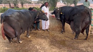 30 Kg Milking Record Buffaloes of Haji Shaukat Doggar of Multan [upl. by Aihselef904]