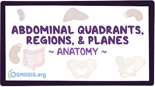 Abdominal quadrants regions and planes [upl. by Worl]