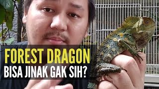 APAKAH KADAL FOREST DRAGON BISA JINAK  GONOCEPHALUS CHAMAELEONTINUS [upl. by Darton]