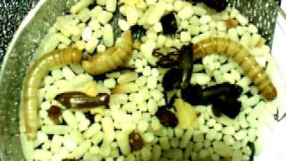 Mealworm Timelapse [upl. by Aba536]